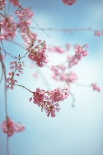 Cherry Blossoms Cherry Blossoms