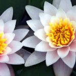 Gentle Awakening Gentle Awakening
