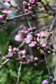 Pink Sakura, Now & Zen Inc. Pink Sakura, Now & Zen Inc.