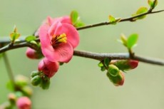 cherry blossoms