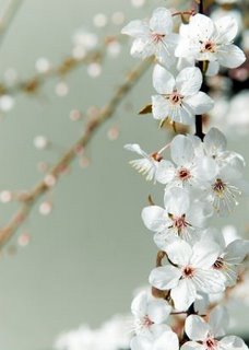 cherry blossoms, Now & Zen Inc. makers of Zen Timers
