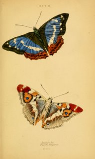 Butterflies Plate #21, Natural History of Britain Butterflies Plate #21, Natural History of Britain