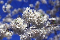 Cherry blossoms (sakura), often simply called blossoms (hana) are a common spring kigo.