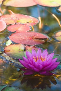 lotus lotus