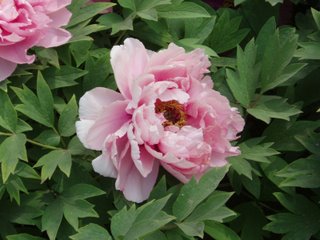 Paeonia Suffruticosa Paeonia Suffruticosa