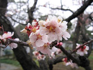ume tree (japanese blum) Kaisan-do of Ryodaishi temple ume tree (japanese blum) Kaisan-do of Ryodaishi temple