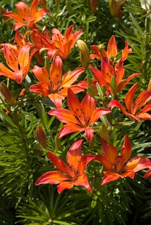 daylilies daylilies