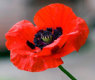 oriental poppy