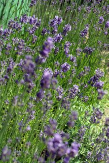 gardening is a great mindfulness practice that cultivates stillness of mind gardening is a great mindfulness practice that cultivates stillness of mind