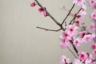 Cherry blossoms Cherry blossoms
