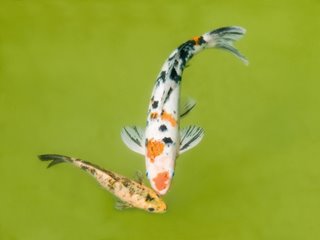 koi fishes in the pond koi fishes in the pond