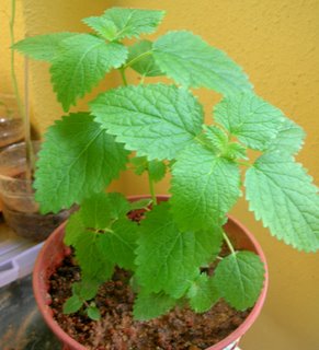 lemon balm lemon balm