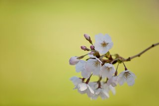 Can you cultivate compassion? Can you cultivate compassion?
