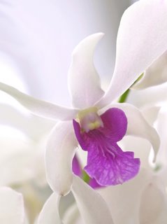 White Orchid White Orchid