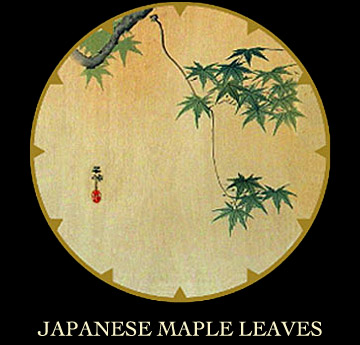 japanese maple leaf. Japanese Maple Leaves